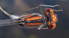 Pseudagrion rufostigma
