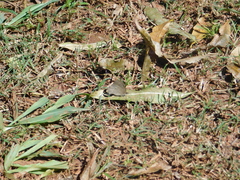 Cissia