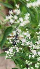Isodontia