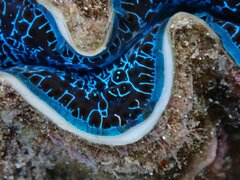 Tridacna maxima