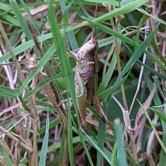 Dichromorpha viridis