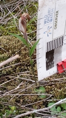 Pterostylis dolichochila