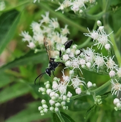 Isodontia
