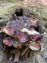 Ganoderma sessile