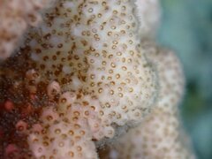 Pocillopora