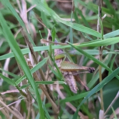 Dichromorpha viridis