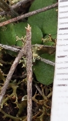 Pterostylis dolichochila