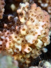 Pocillopora