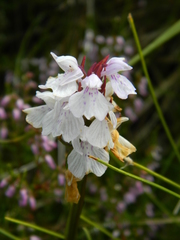 Dactylorhiza maculata ericetorum