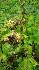 Epipactis helleborine