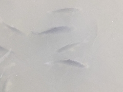 Barbonymus gonionotus