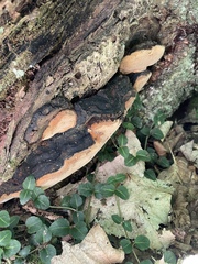 Fomitopsis mounceae