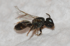 Lasioglossum imitatum