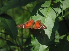 Anartia amathea