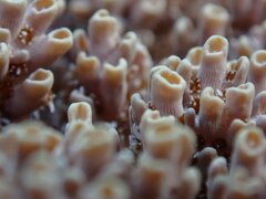 Acropora