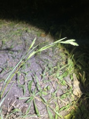 Bromus catharticus