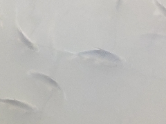 Barbonymus gonionotus