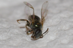 Lasioglossum imitatum