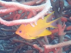 Amblyglyphidodon aureus