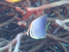 Chaetodon baronessa