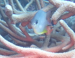 Amblyglyphidodon orbicularis