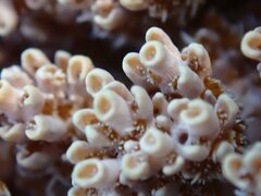 Acropora
