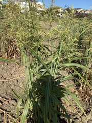 Sorghum bicolor