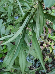 Solidago canadensis