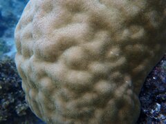 Porites