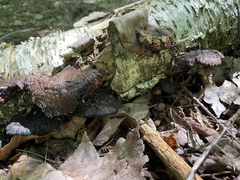 Mensularia radiata