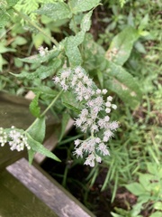 Eupatorium perfoliatum