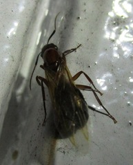 Camponotus atriceps