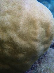 Porites