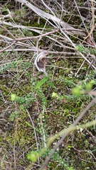 Pterostylis dolichochila