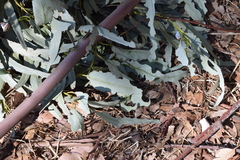 Paropsisterna m-fuscum