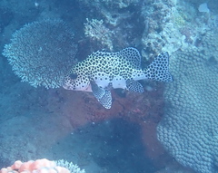 Plectorhinchus chaetodonoides