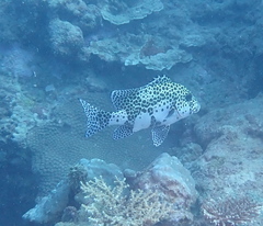 Plectorhinchus chaetodonoides