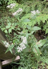 Eupatorium perfoliatum