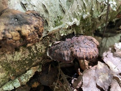 Mensularia radiata