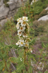 Chamaebatiaria millefolium