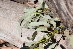 Paropsisterna m-fuscum