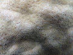 Porites