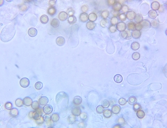 Crepidotus malachius