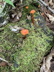 Hygrocybe cantharellus