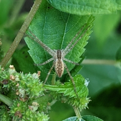 Pisaurina mira