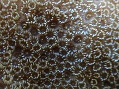 Porites