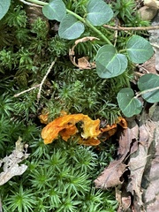 Cantharellus minor