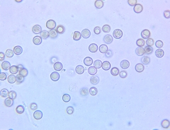 Crepidotus malachius