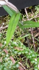 Pterostylis dolichochila