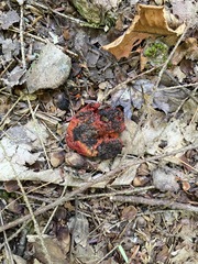 Hypomyces lactifluorum